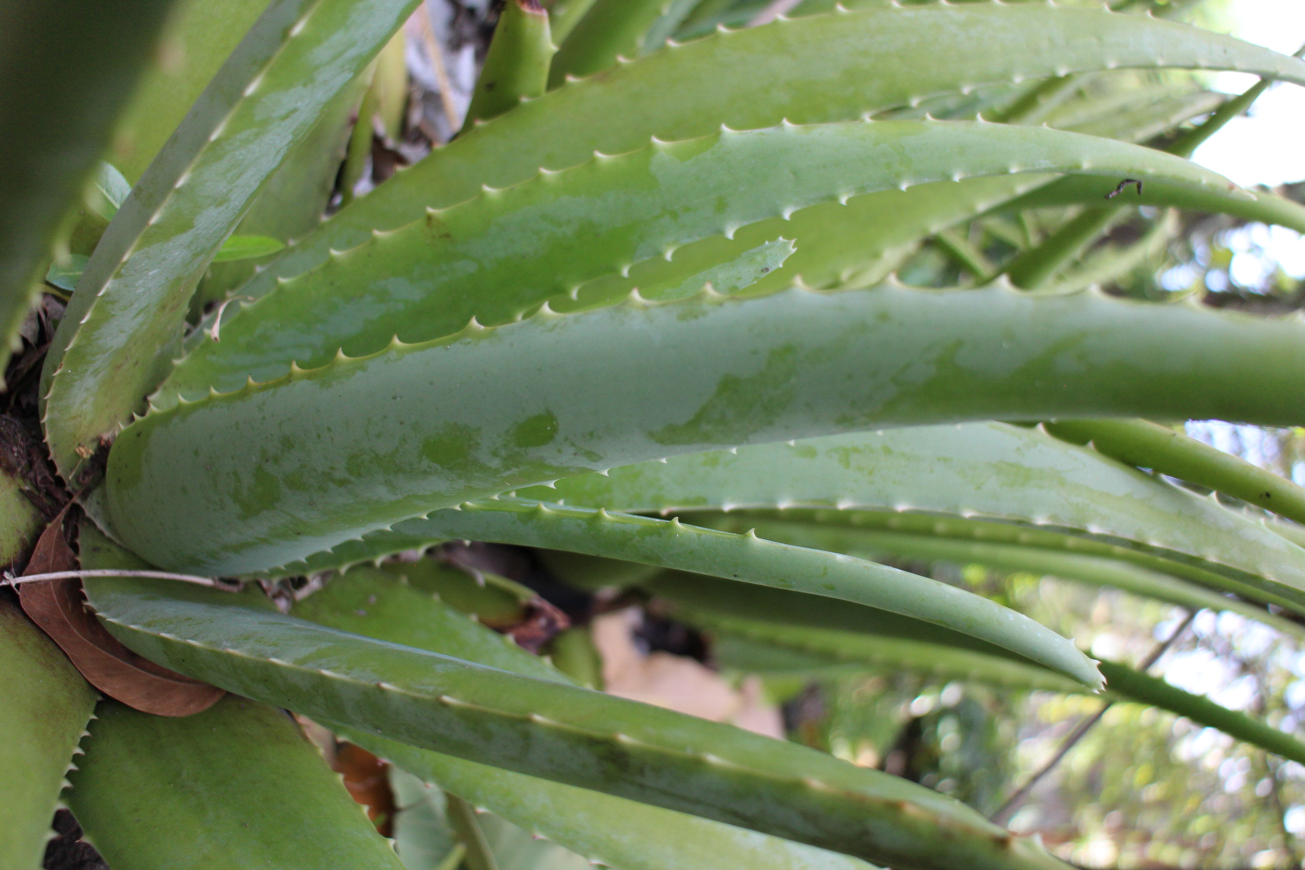 L’aloe vera
