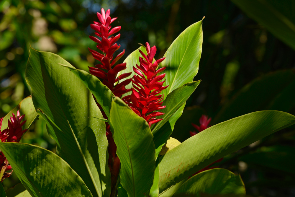 Les Alipnias