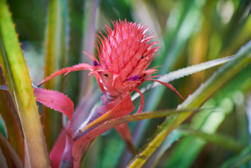 Ananas Victoria