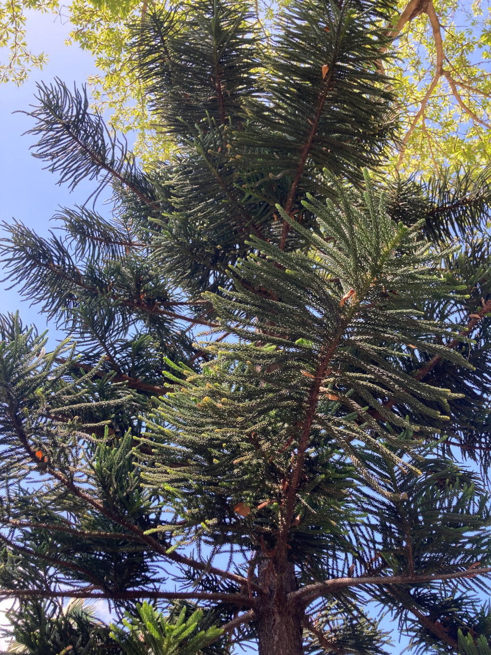 L'Araucaria