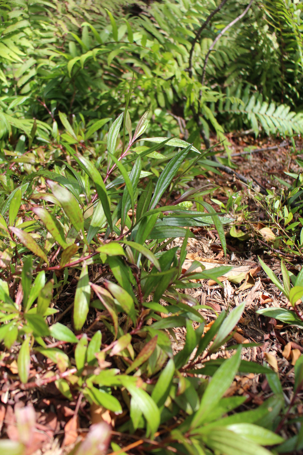L’ayapana (Ayapana Triplinervis)