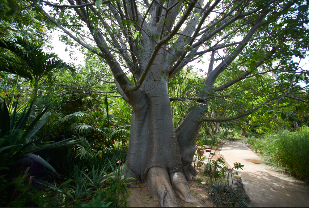 Le Baobab