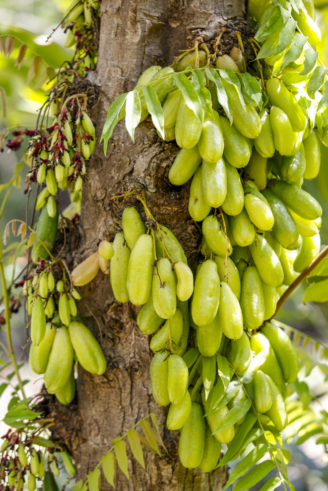 Le bilimbi
