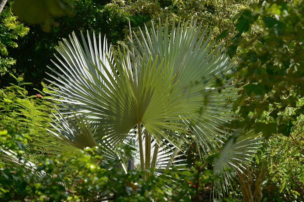 bismarkia