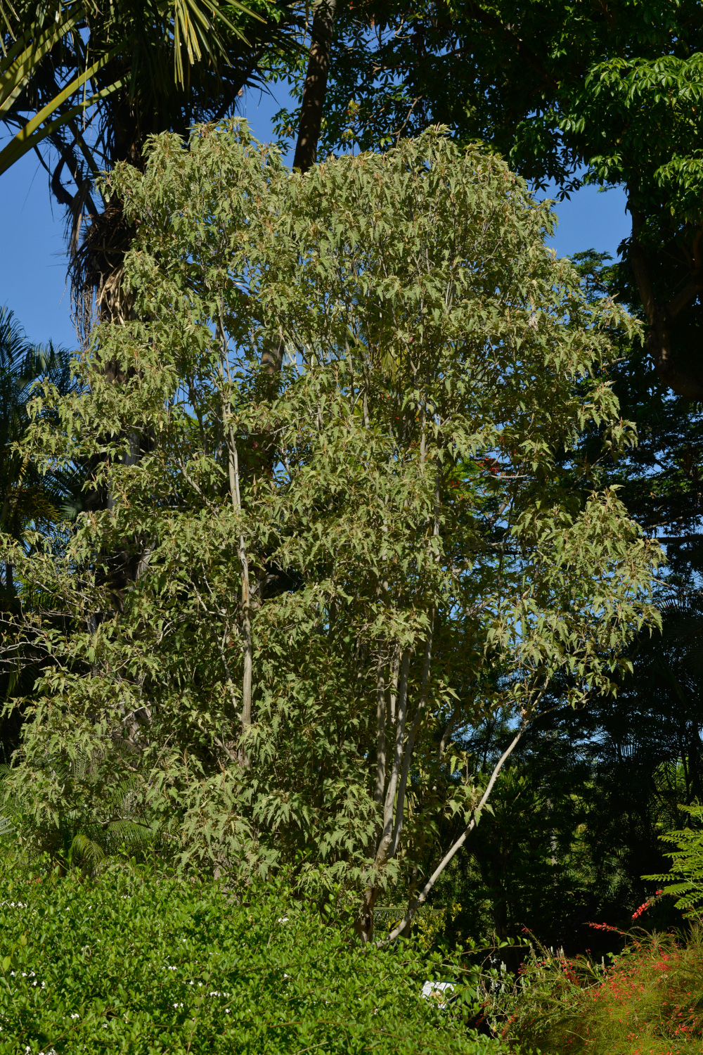 Bois de senteur Blanc