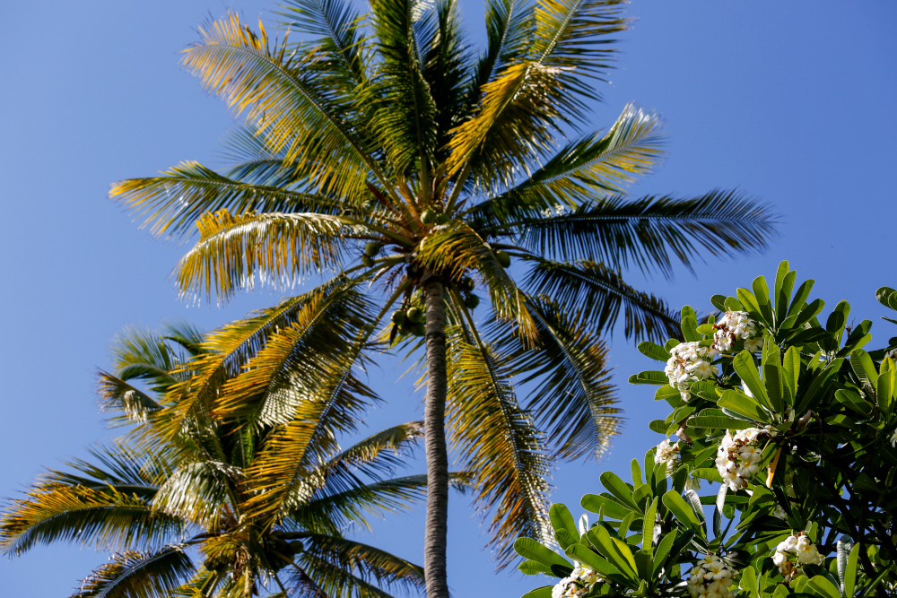 Le cocotier