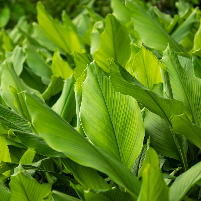 Le curcuma
