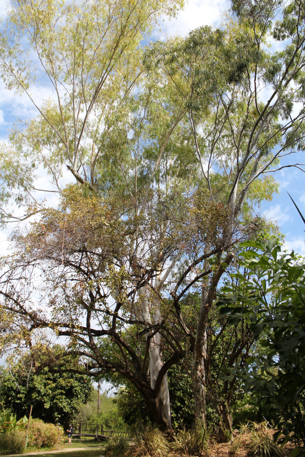 L'eucalyptus