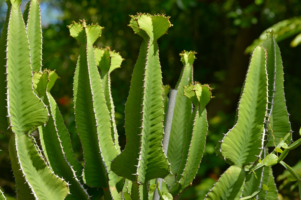 Euphorbe candelabre
