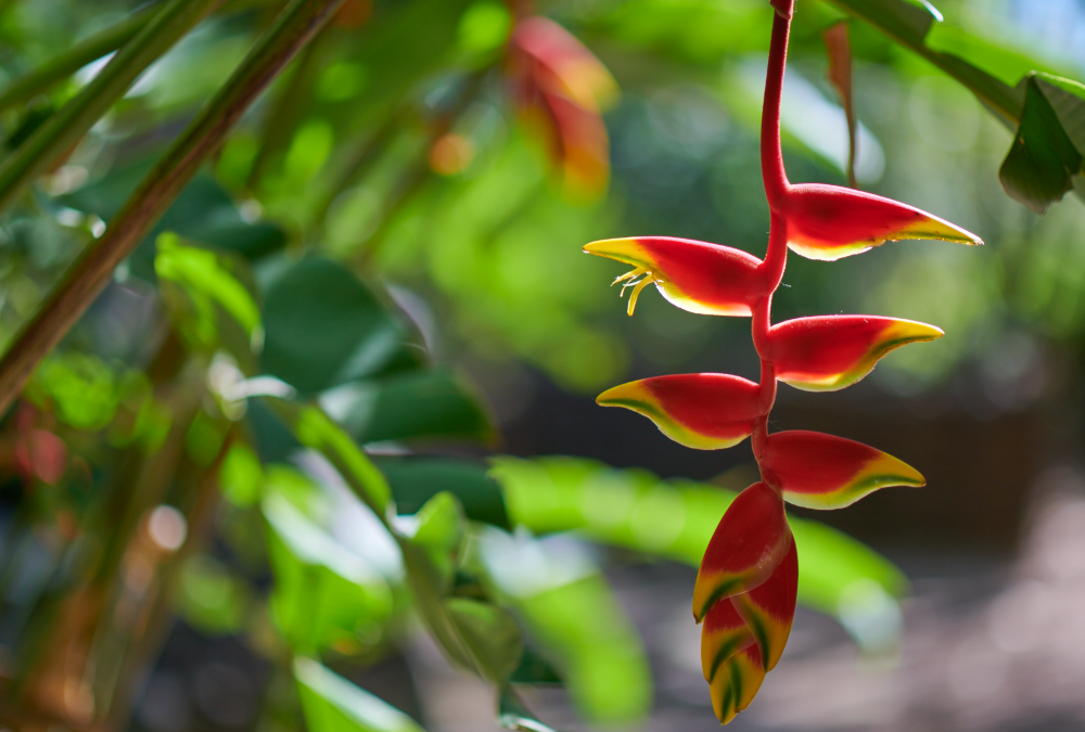 Les fleurs tropicales
