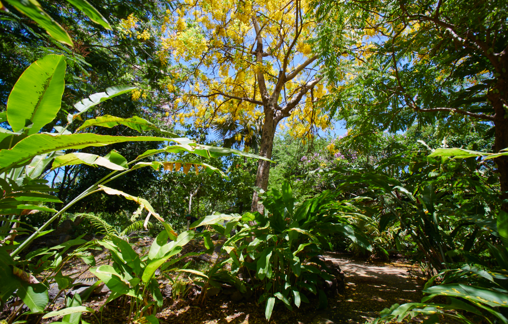 Le jardin créole