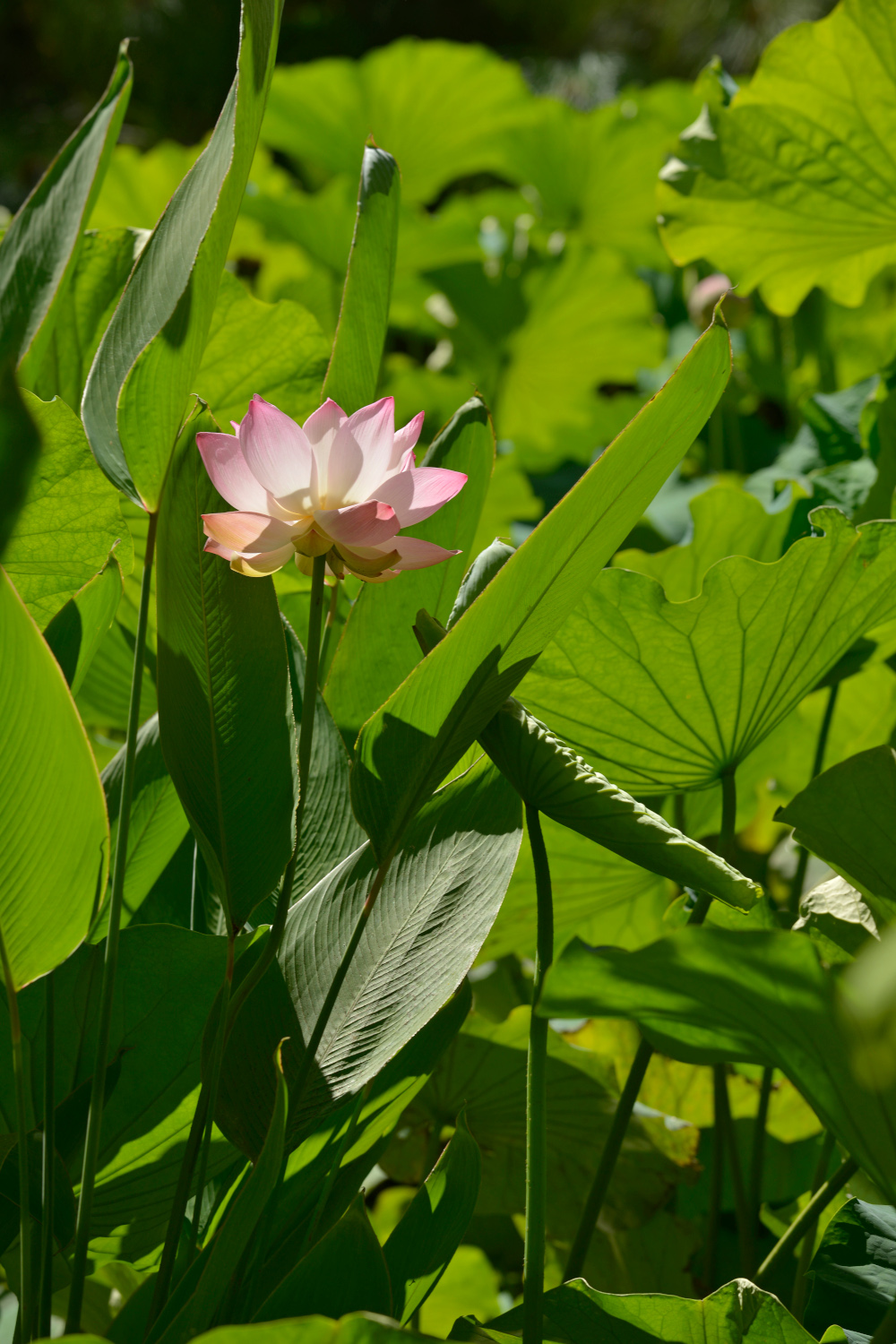 Le lotus