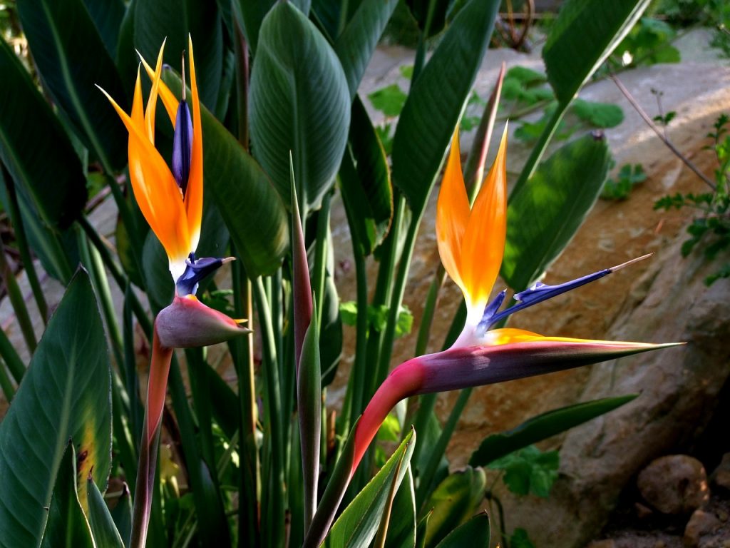 L’oiseau du Paradis 