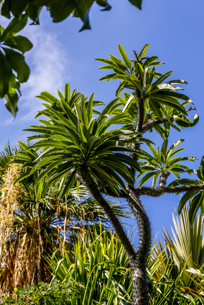 Le Palmier de Madagascar
