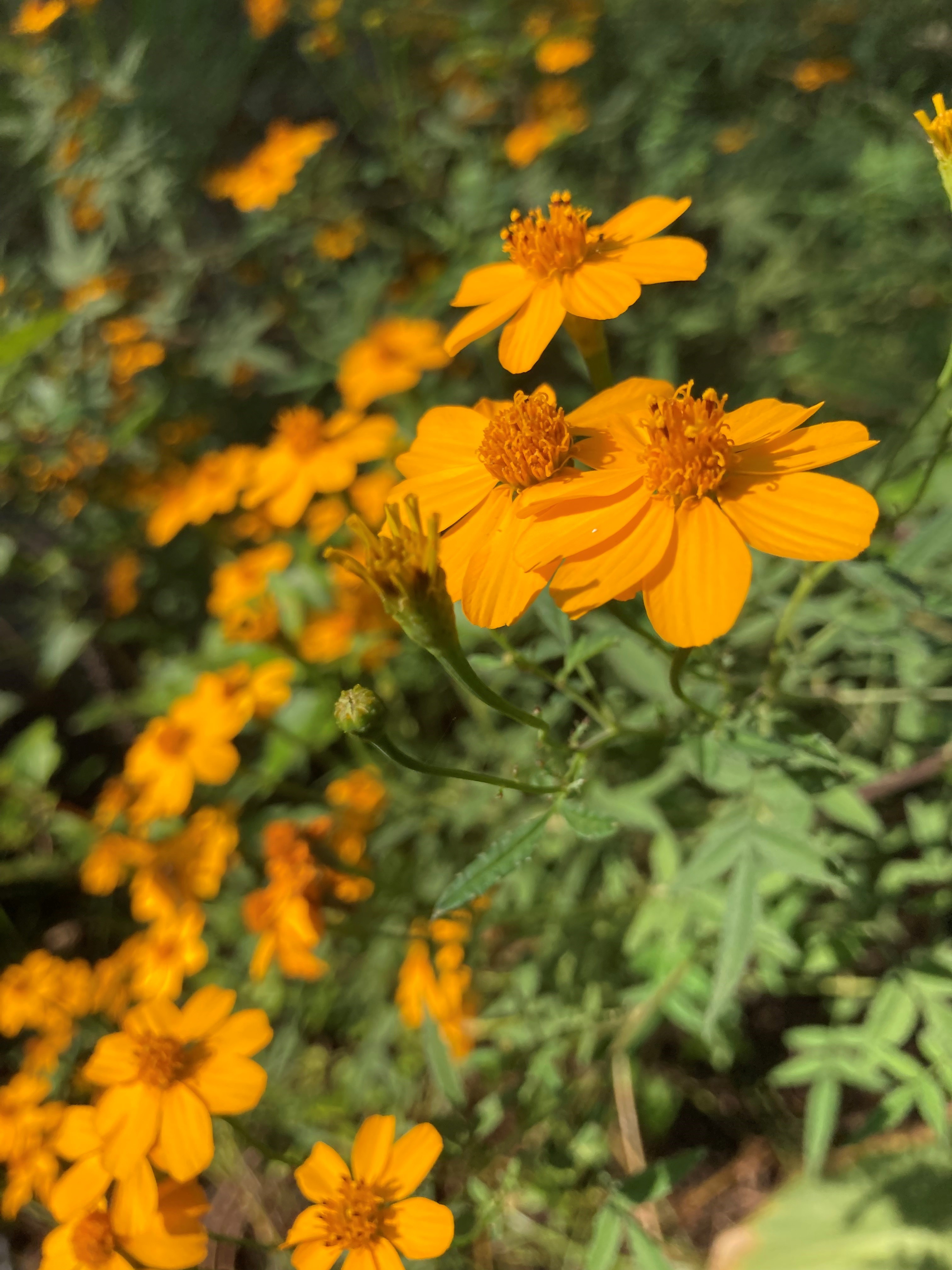 Les plantes médicinales