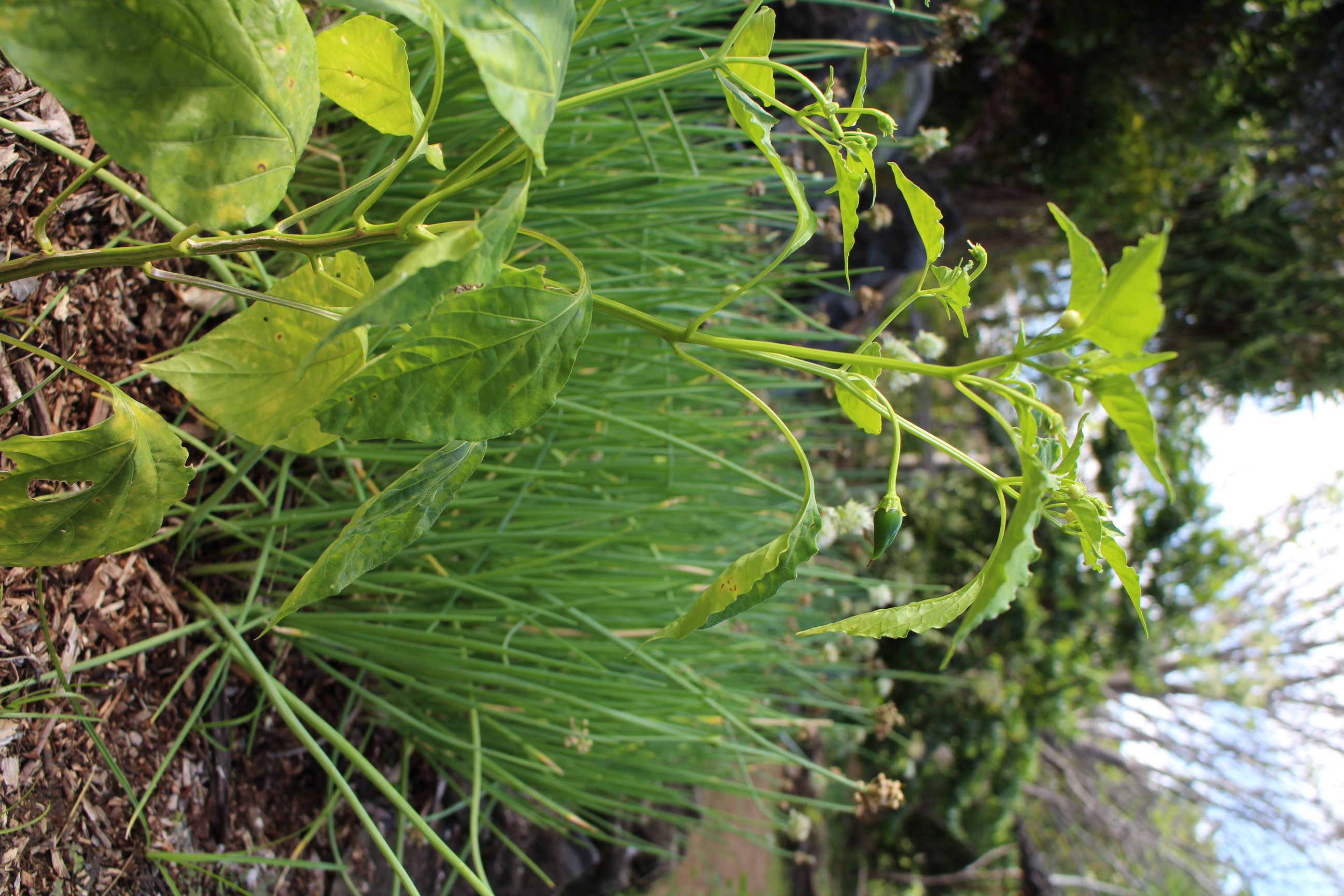 Le Potager Créole