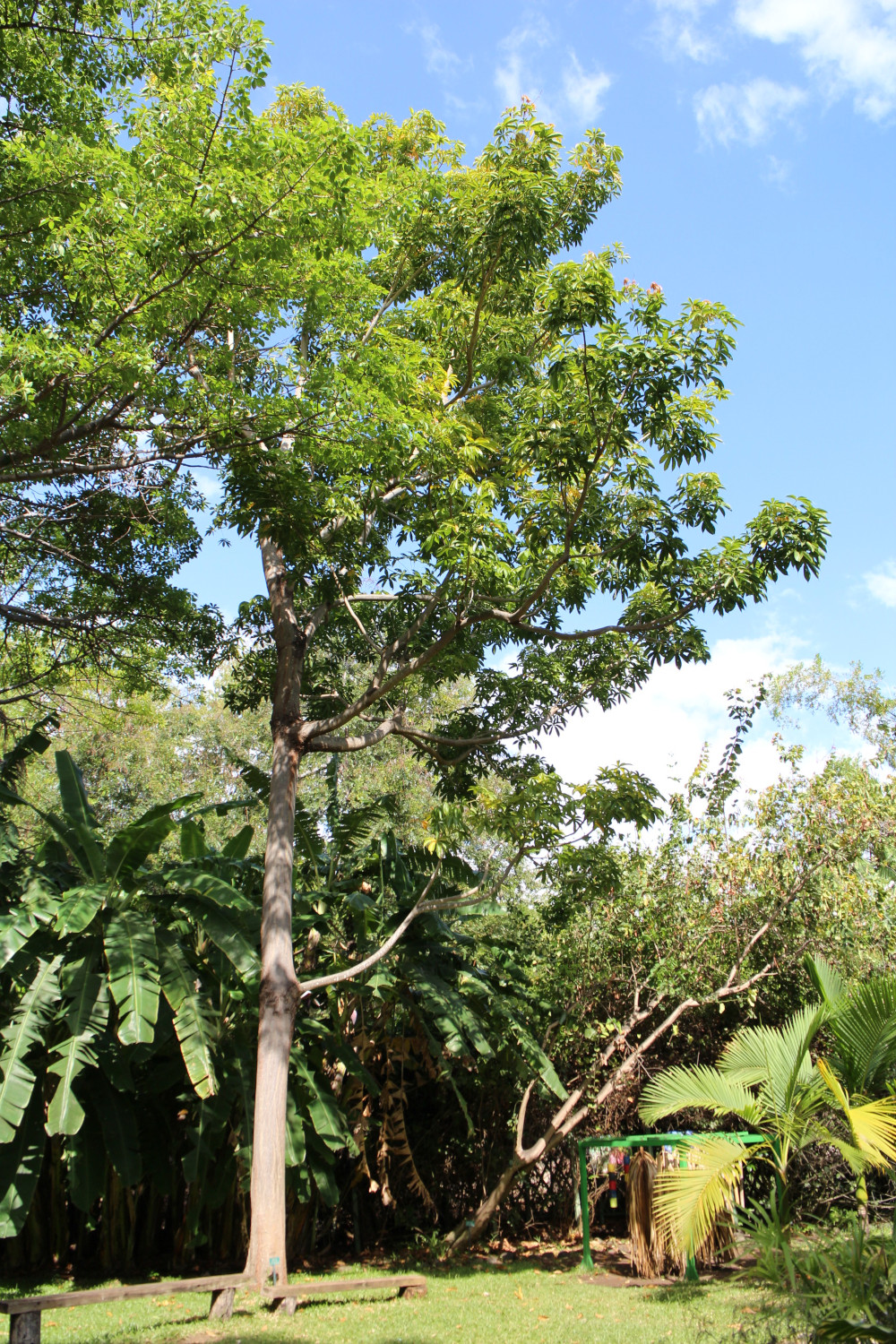 Arbre caca