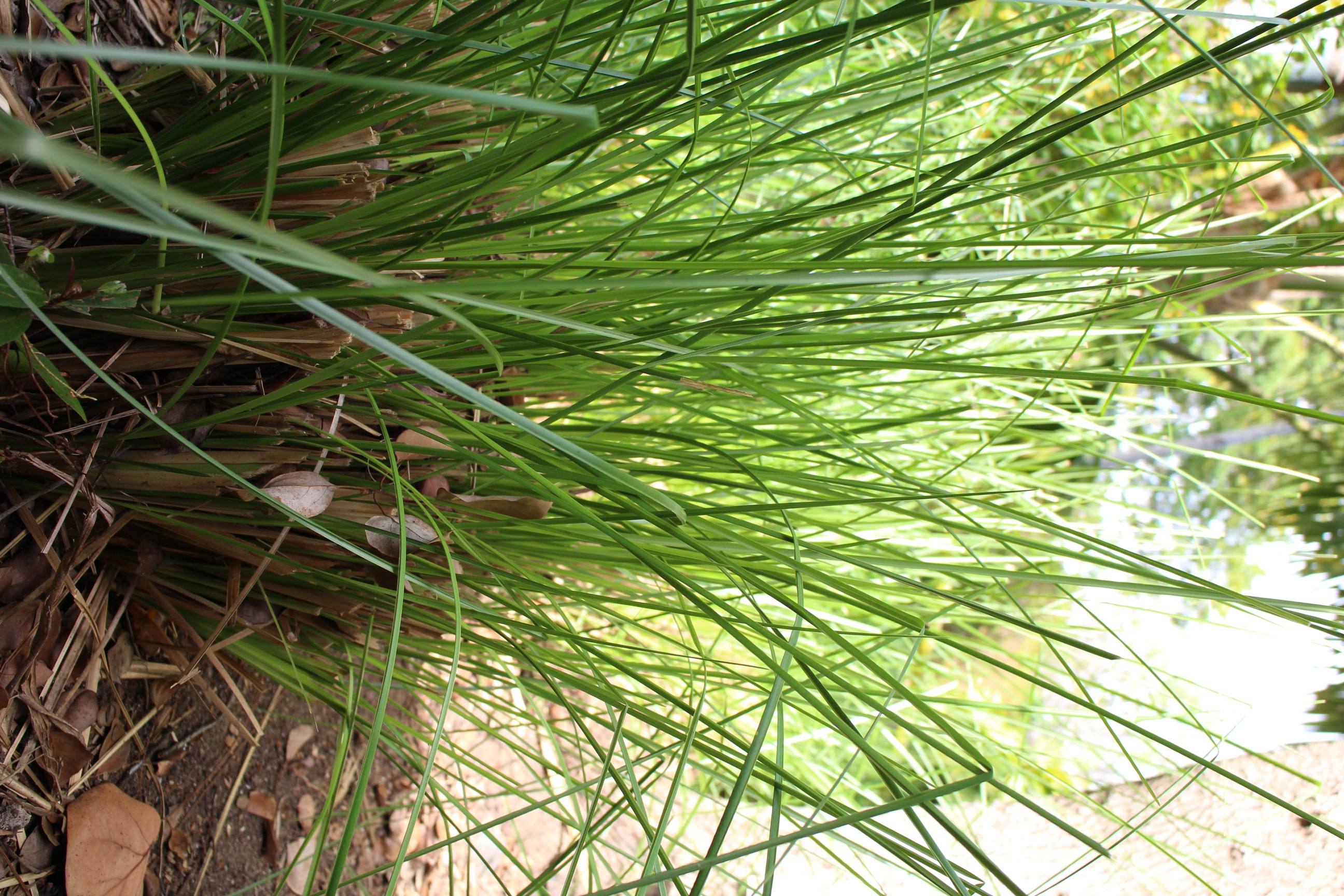 Le vetiver