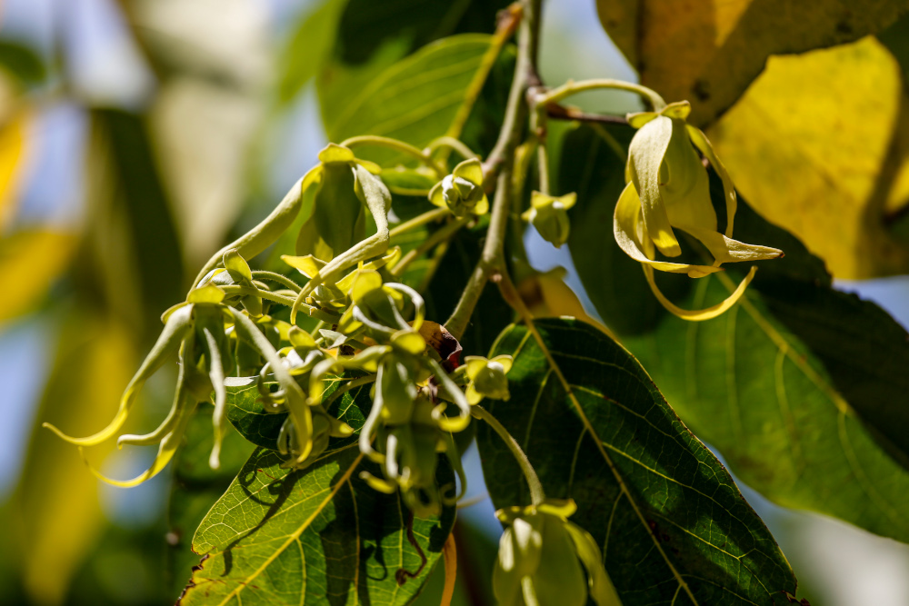 L’Ylang-Ylang